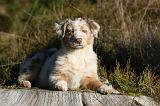 BERGER AUSTRALIEN PUPPIES 661